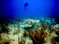   Loggerhead Turtles are abundant off coast Southeast Florida. This was taken Canon 10D Subal housing manual exposure Magic Filter. Florida Filter  
